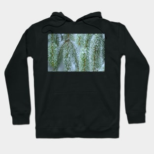 Iced Pine Branch Hoodie